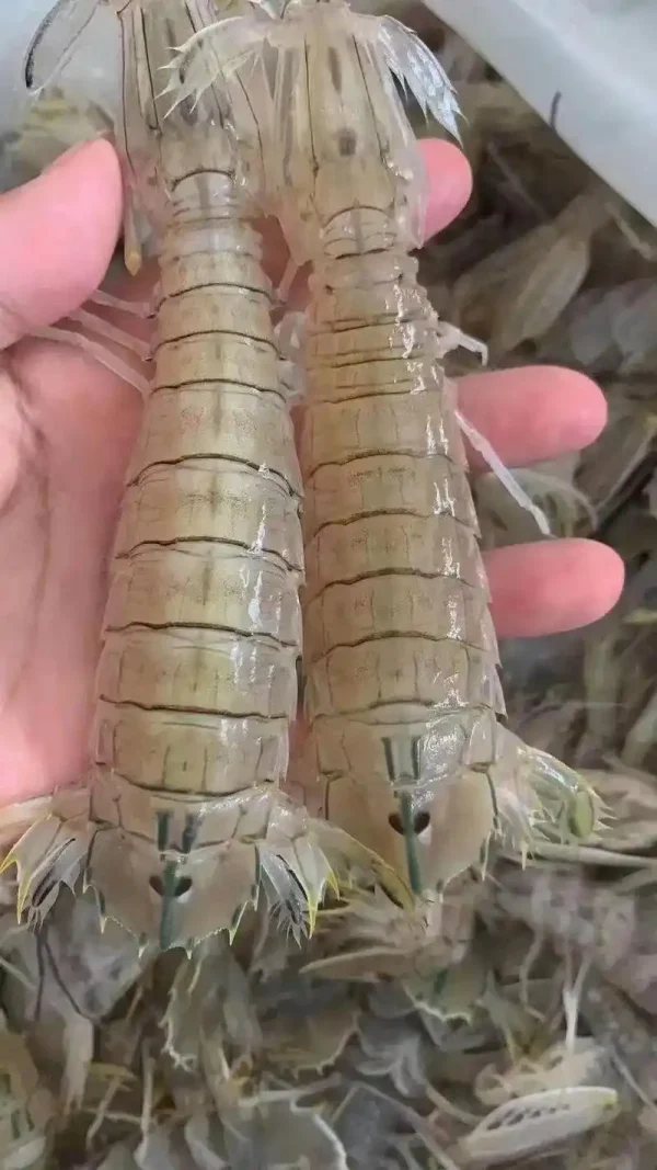 Mantis shrimp
