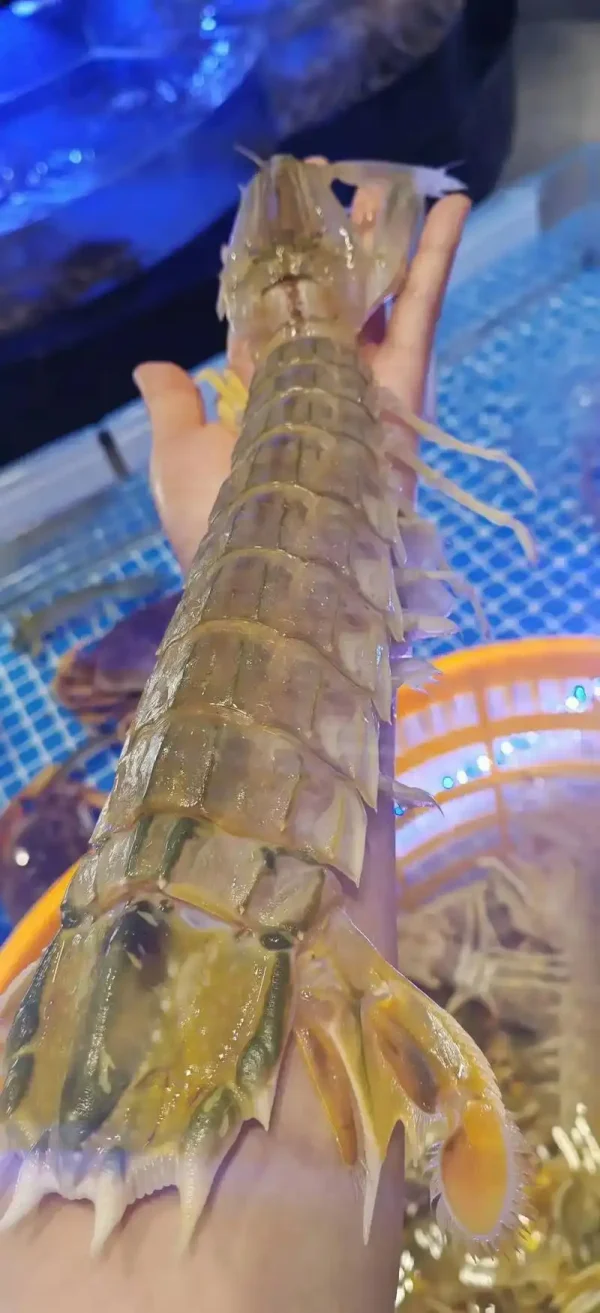 Mantis shrimp