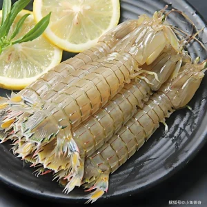 Mantis shrimp