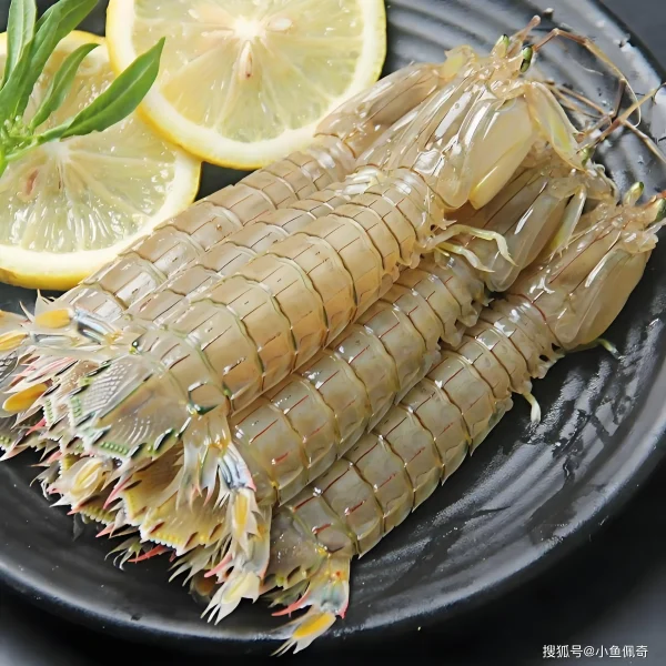Mantis shrimp