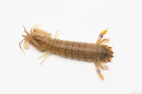 Mantis shrimp