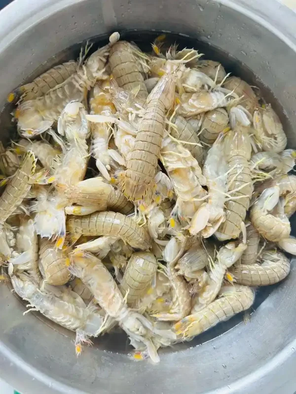 Mantis shrimp