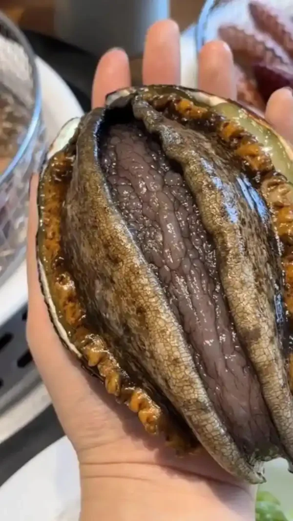 abalone
