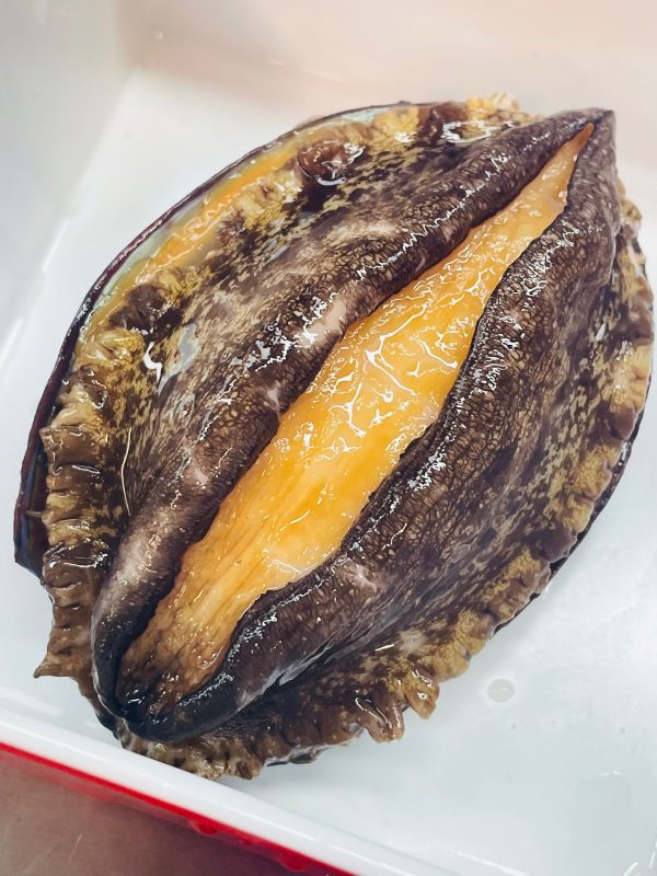 abalone