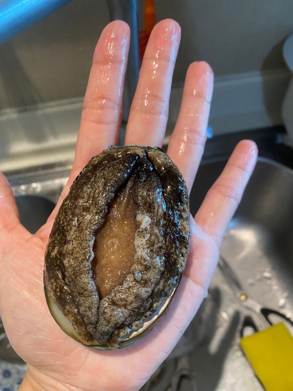abalone