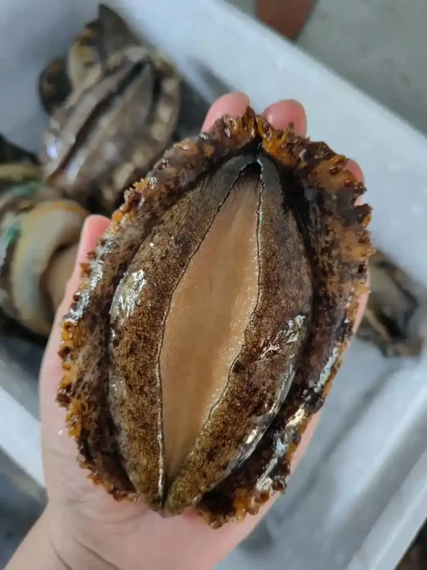 abalone