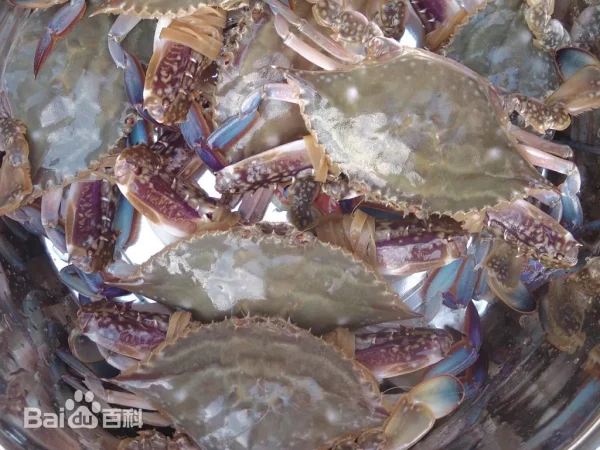 swimming crab
