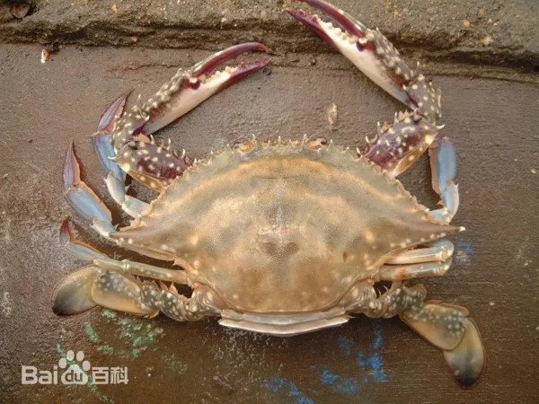 swimming crab