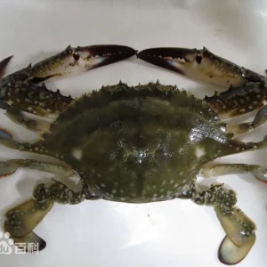 swimming crab