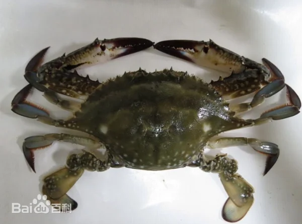 swimming crab