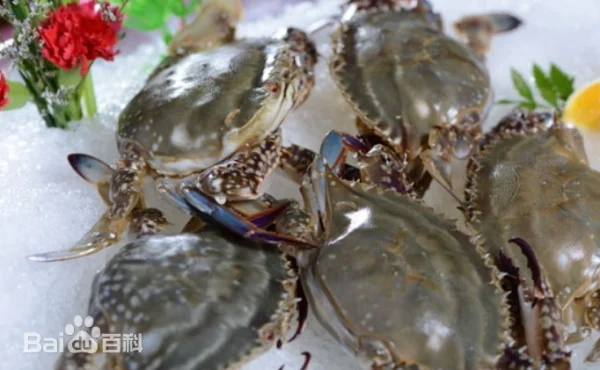 swimming crab