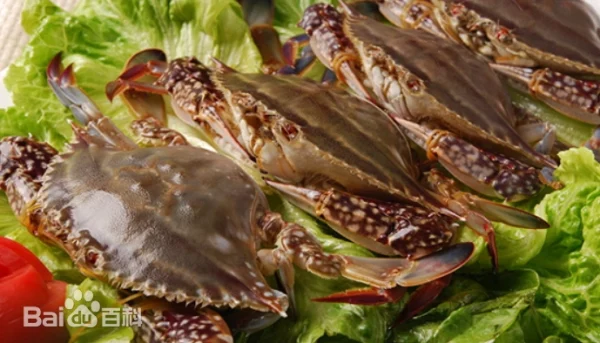 swimming crab