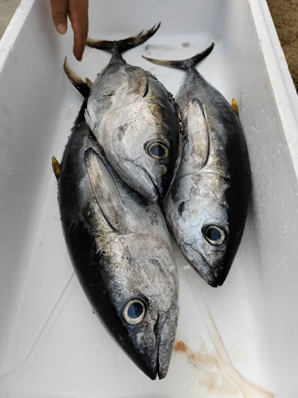 tuna