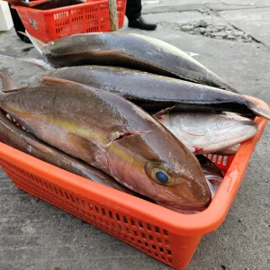 tuna