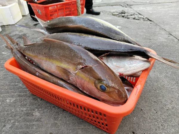 tuna