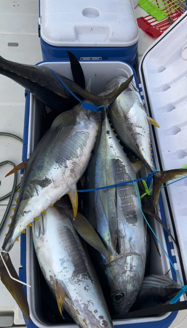 tuna