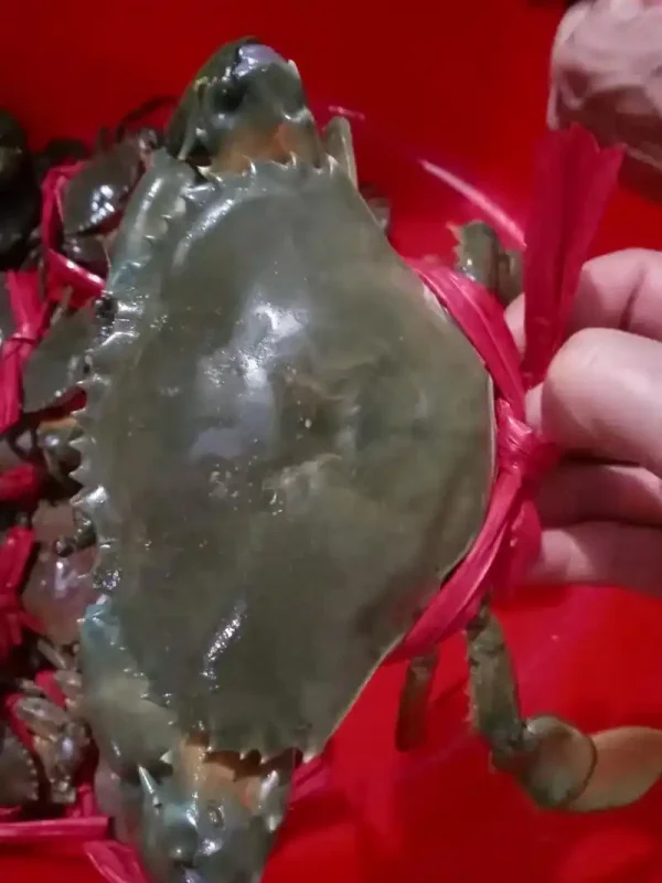 Green crab