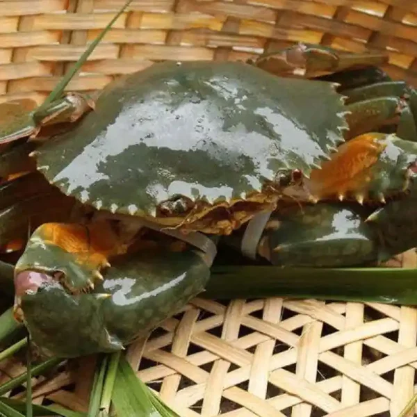 Green crab