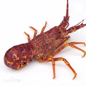 lobster