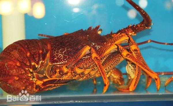 lobster